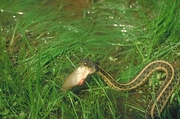 Eastern Garter Snake Poster