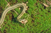 Eastern Garter Snake Poster