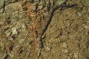 Rock Rattlesnake Poster