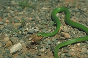 Smooth Green Snake Poster