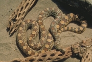 Sondra Gopher Snake Poster