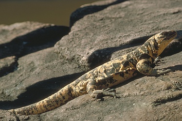 San Estaban Island Chuckwalla Lizard