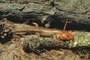 Broad-headed Skink picture