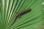 Five-Lined Skink picture