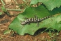 Marbled Salamander picture