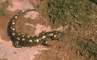 Spotted Salamander picture