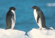 Adelie Penguin Poster