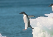 Adelie Penguin Poster