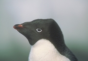 Adelie Penguin Poster