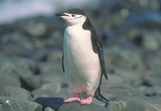 Chinstrap Penguin Poster