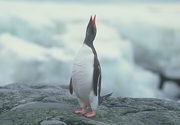 Gentoo Penguin Poster