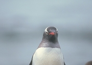 Gentoo Penguin Poster