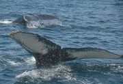 Humpback Whale Poster