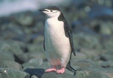 Chinstrap Penguin