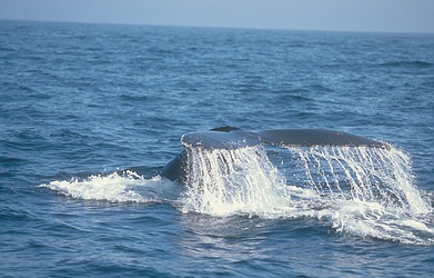 Humpback Whale