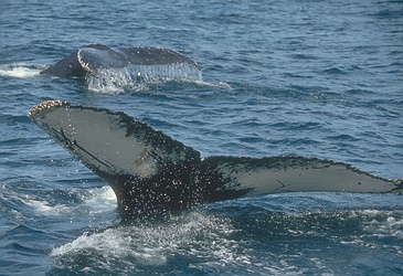 Humpback Whale