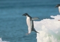 Adelie Penguin picture