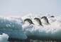 Adelie Penguin picture