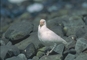 American Sheathbill picture