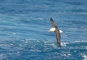 Black-Browed Albatross picture