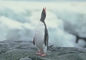 Gentoo Penguin picture