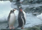 Gentoo Penguin picture