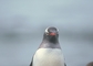 Gentoo Penguin picture