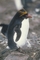 Macaroni Penguin picture