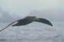 Southern Giant Petrel picture