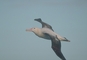 Wandering Albatross picture