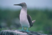 Blue-Footed Booby Poster