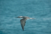 Blue-Footed Booby Poster