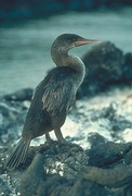 Flightless Cormorant Poster