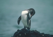 Galapagos Penguin Poster