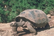 Giant Dome-Shaped Tortoise T-Shirt