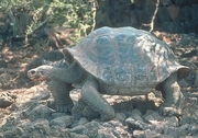 Giant Dome-Shaped Tortoise T-Shirt