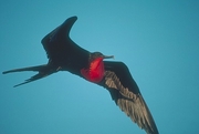 Great Frigatebird T-Shirt