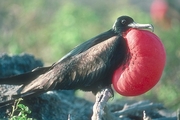 Great Frigatebird T-Shirt