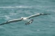 Masked Booby Poster