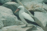 Masked Booby Poster