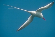 Red-billed Tropicbird T-Shirt