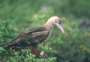 Red-footed Booby Poster