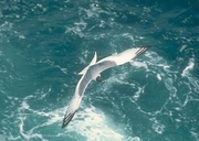 Swallow-Tailed Gull Poster