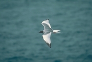 Swallow-Tailed Gull T-Shirt