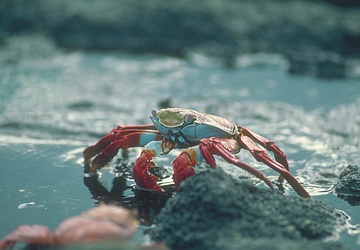 Sally Lightfoot Crab