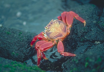 Sally Lightfoot Crab