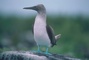 Blue-Footed Booby picture