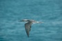 Blue-Footed Booby picture