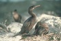 Flightless Cormorant picture