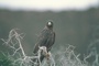 Galapagos Hawk picture